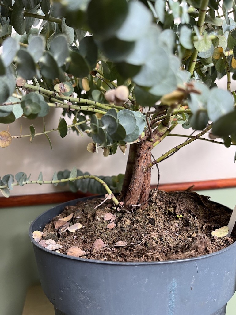 Eucalyptus Baby Blue duży