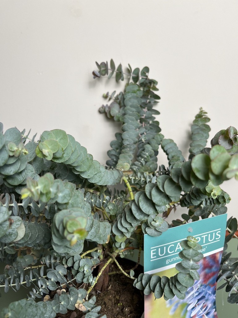 Eucalyptus Baby Blue duży
