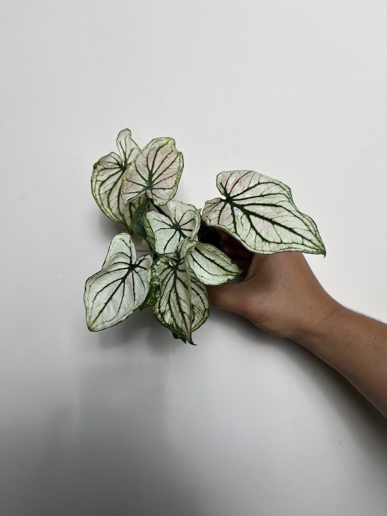 Caladium Saga