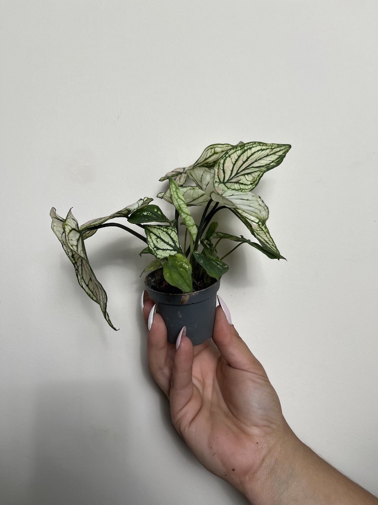 Caladium Saga