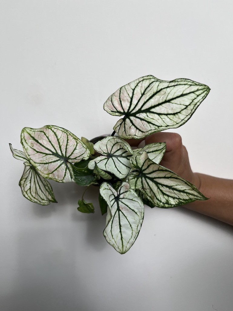 Caladium Saga