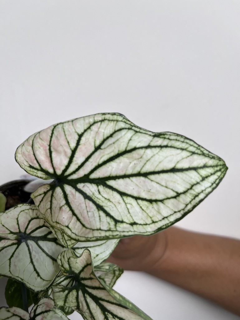 Caladium Saga
