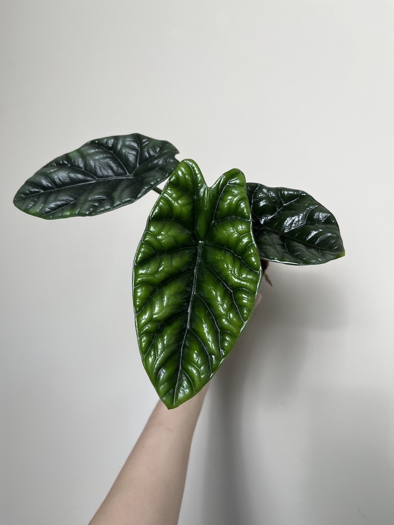 Alocasia Sinuata
