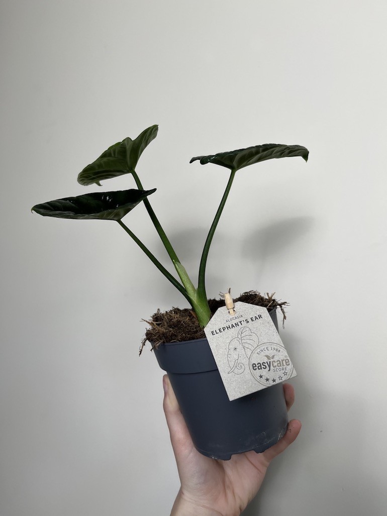 Alocasia Sinuata
