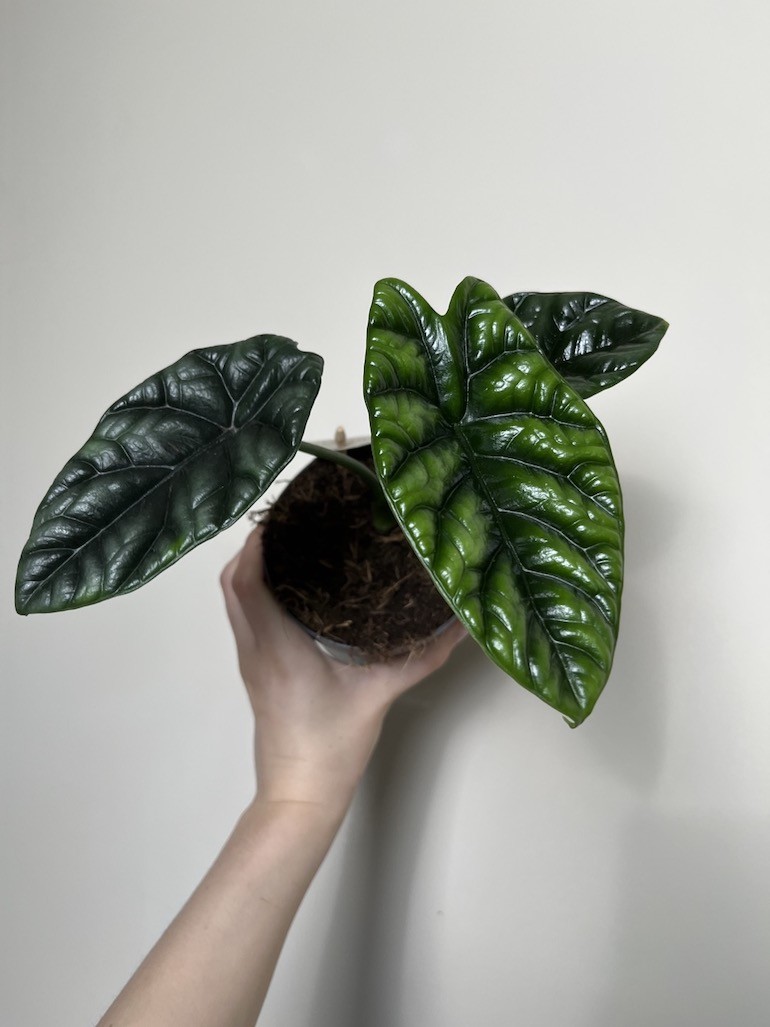 Alocasia Sinuata
