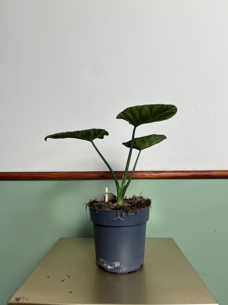 Alocasia Sinuata