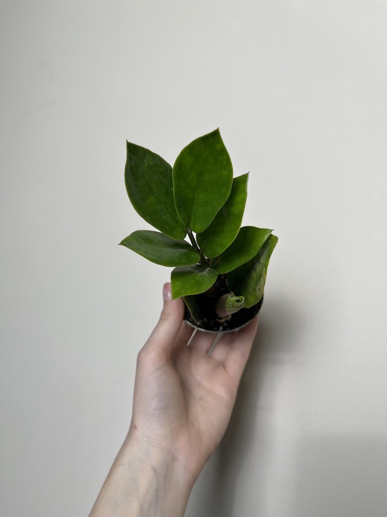 Zamioculcas zamiifolia Zamicro