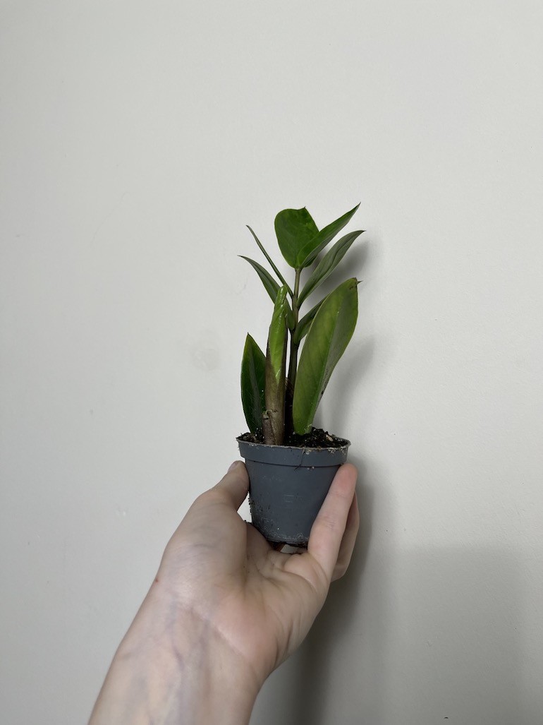 Zamioculcas zamiifolia Zamicro