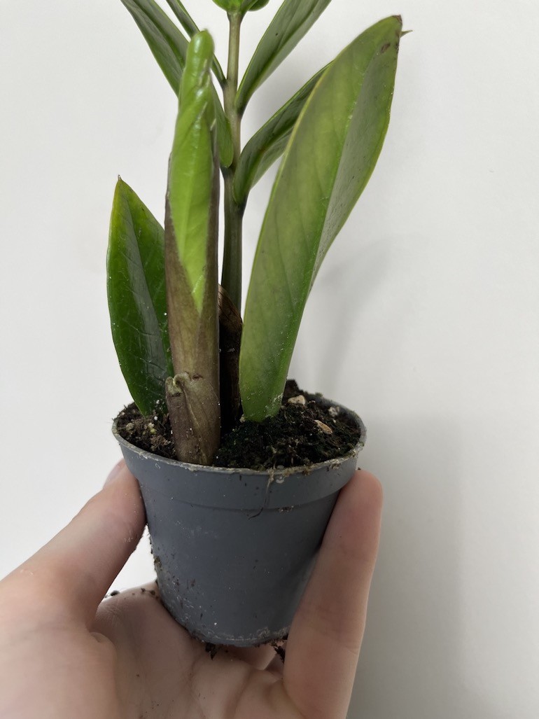 Zamioculcas zamiifolia Zamicro