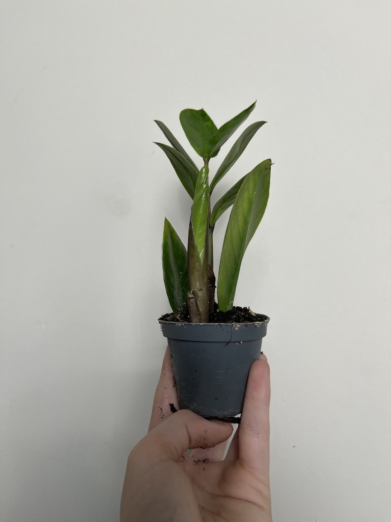 Zamioculcas zamiifolia Zamicro