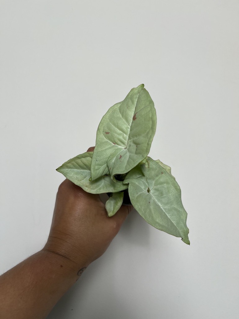 Syngonium Milk Confetti S