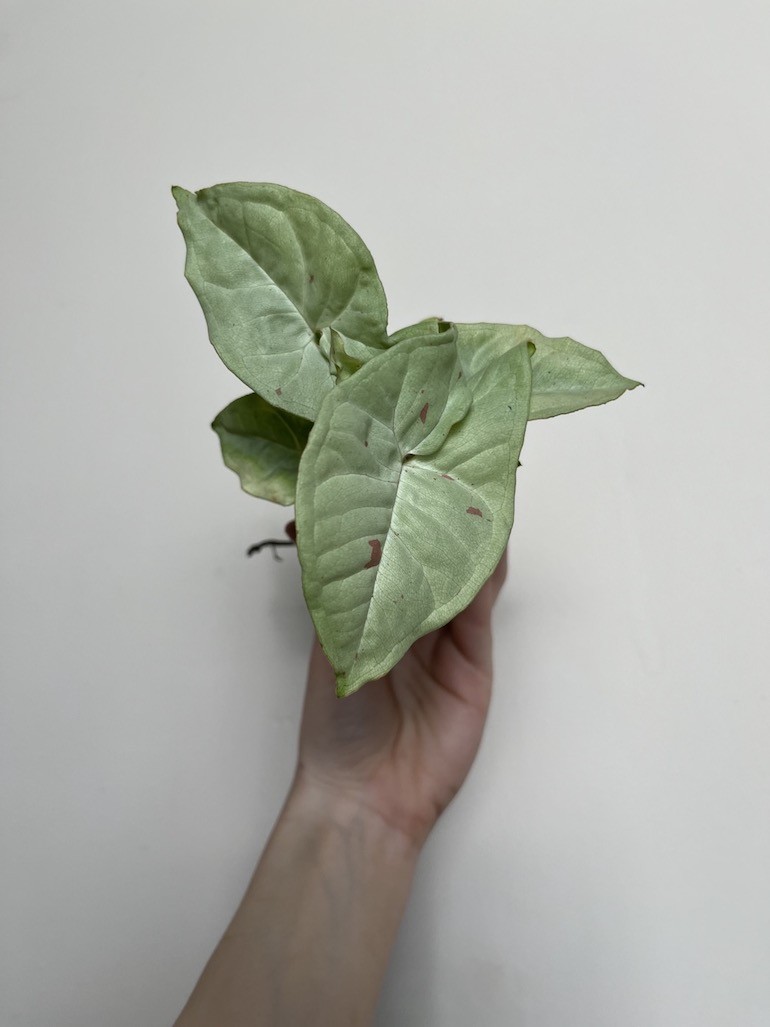 Syngonium Milk Confetti S