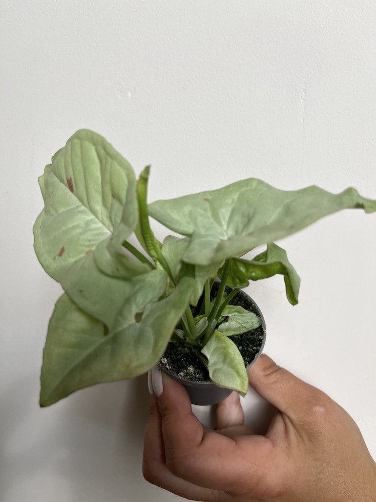 Syngonium Milk Confetti S