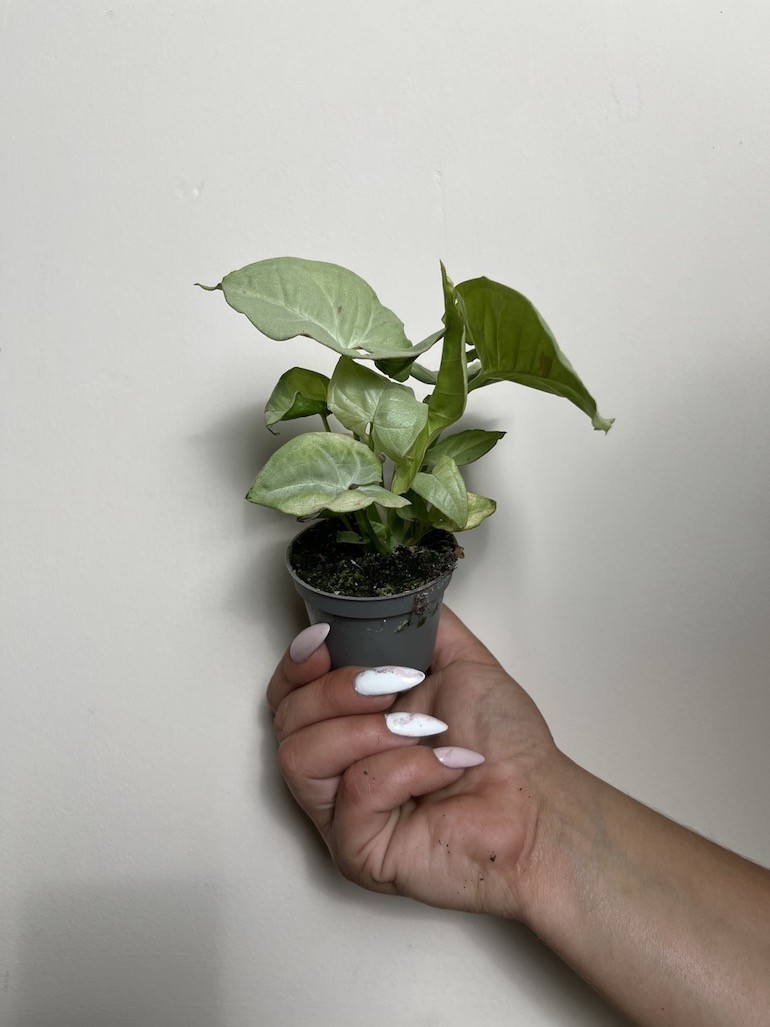Syngonium Milk Confetti S