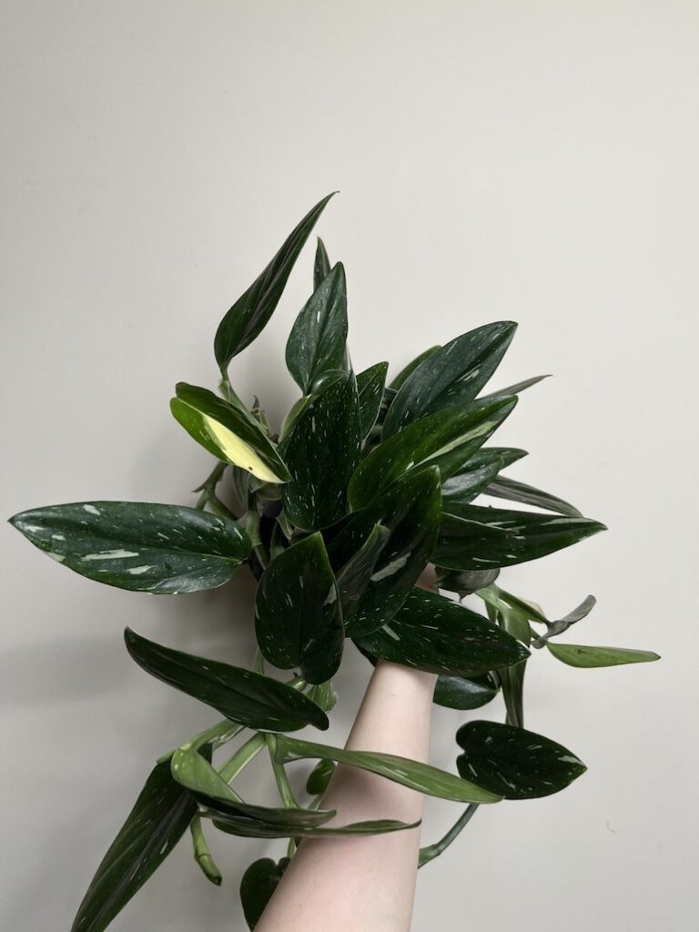 Philodendron Cobra mały