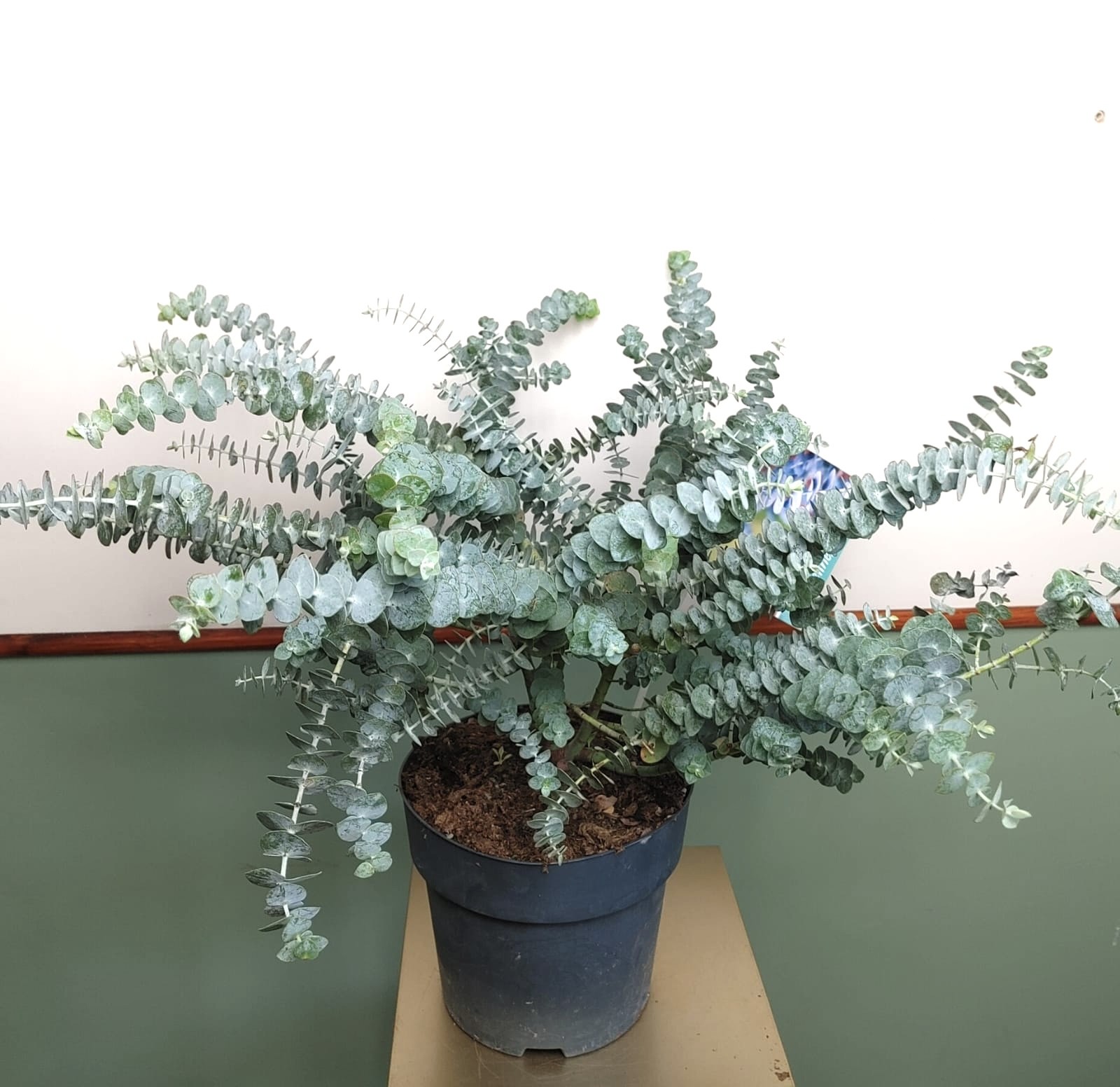 Eucalyptus Baby Blue duży