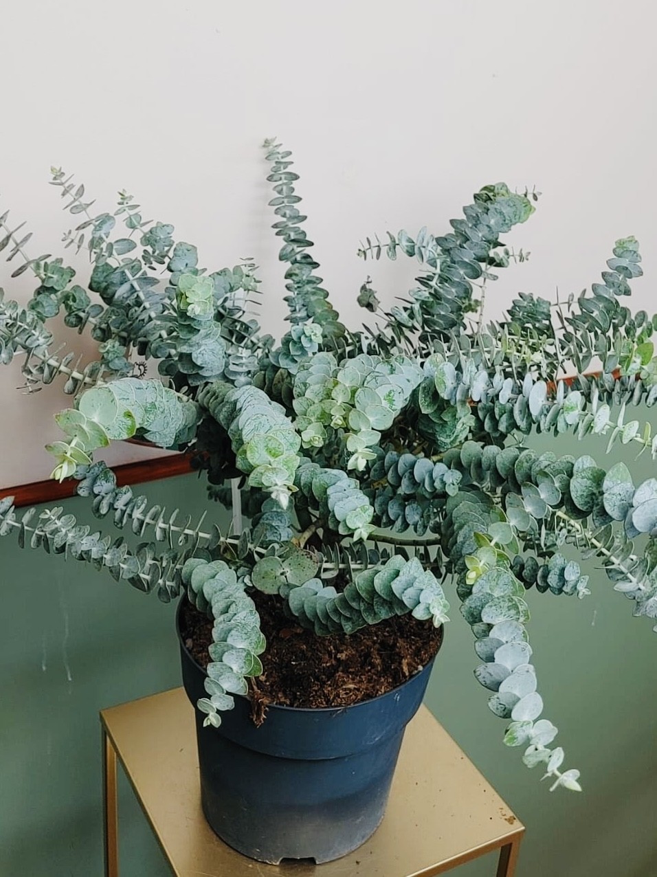 Eucalyptus Baby Blue duży