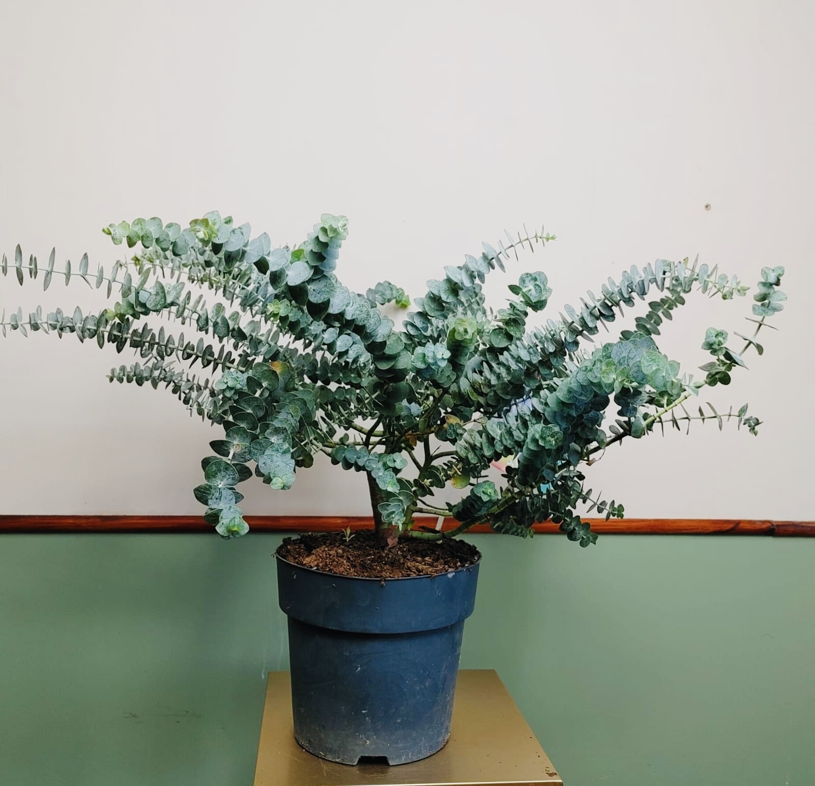 Eucalyptus Baby Blue duży