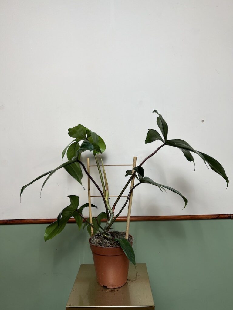 Philodendron Florida Green