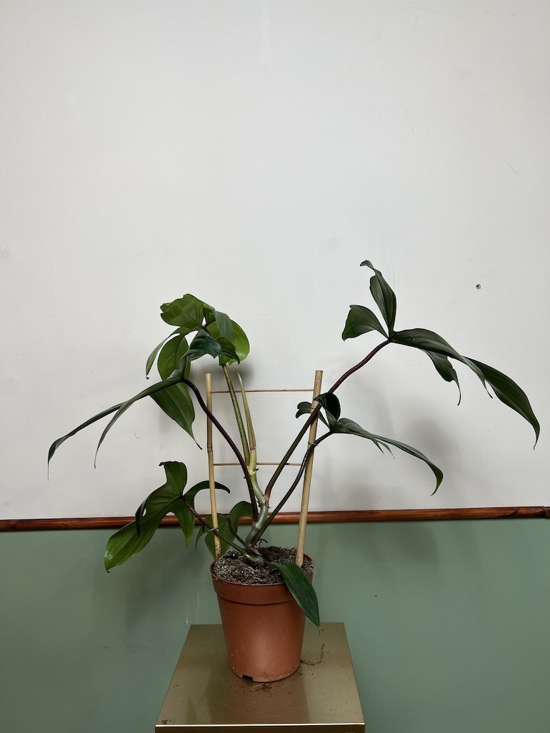 Philodendron Florida Green