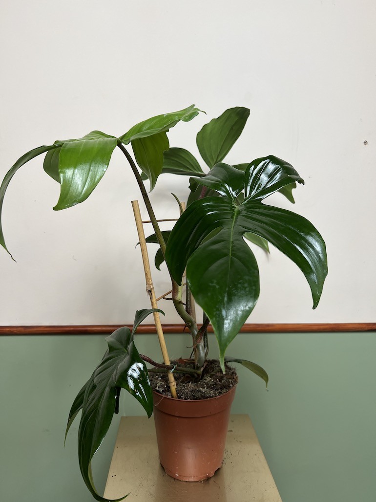 Philodendron Florida Green
