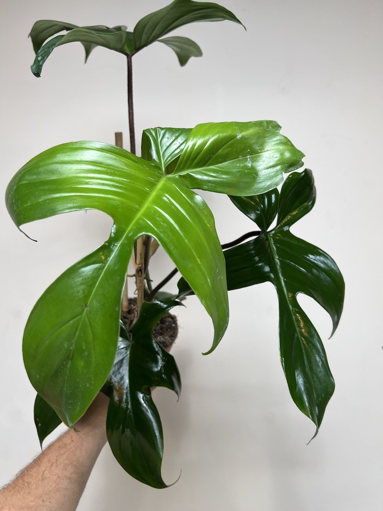 Philodendron Florida Green
