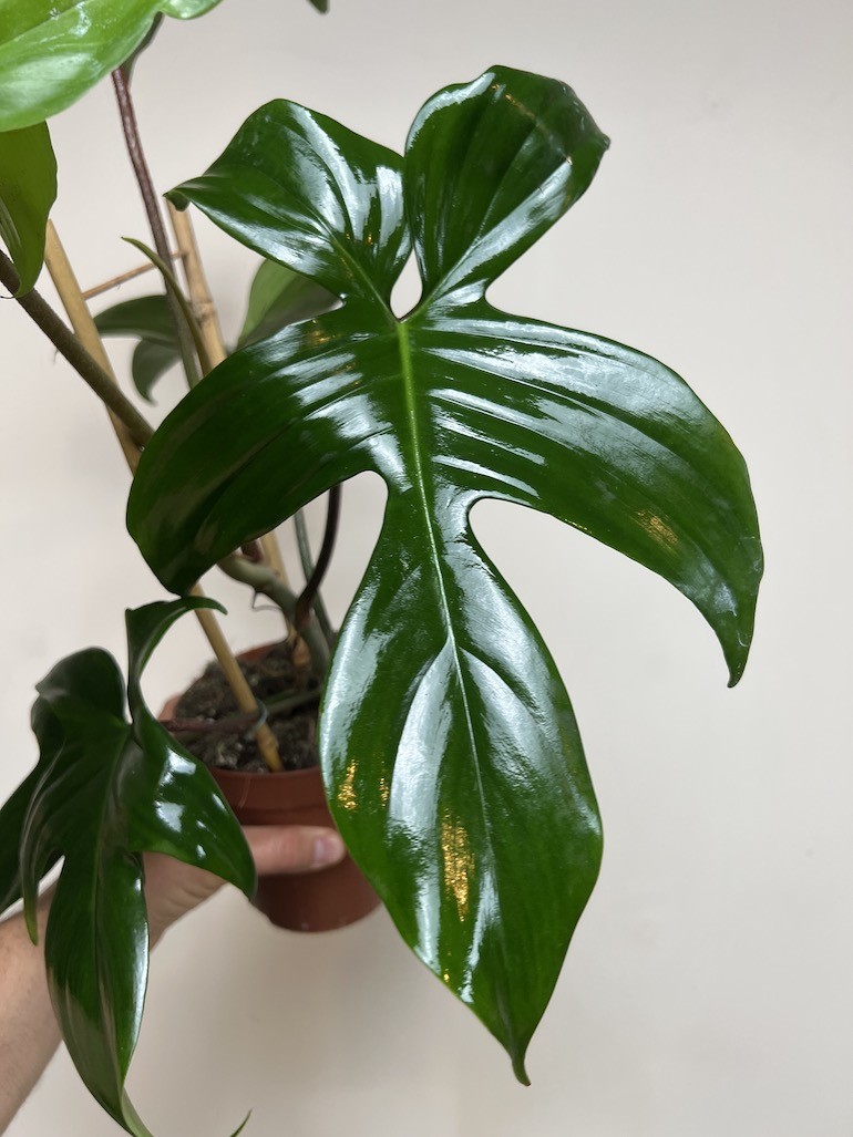 Philodendron Florida Green
