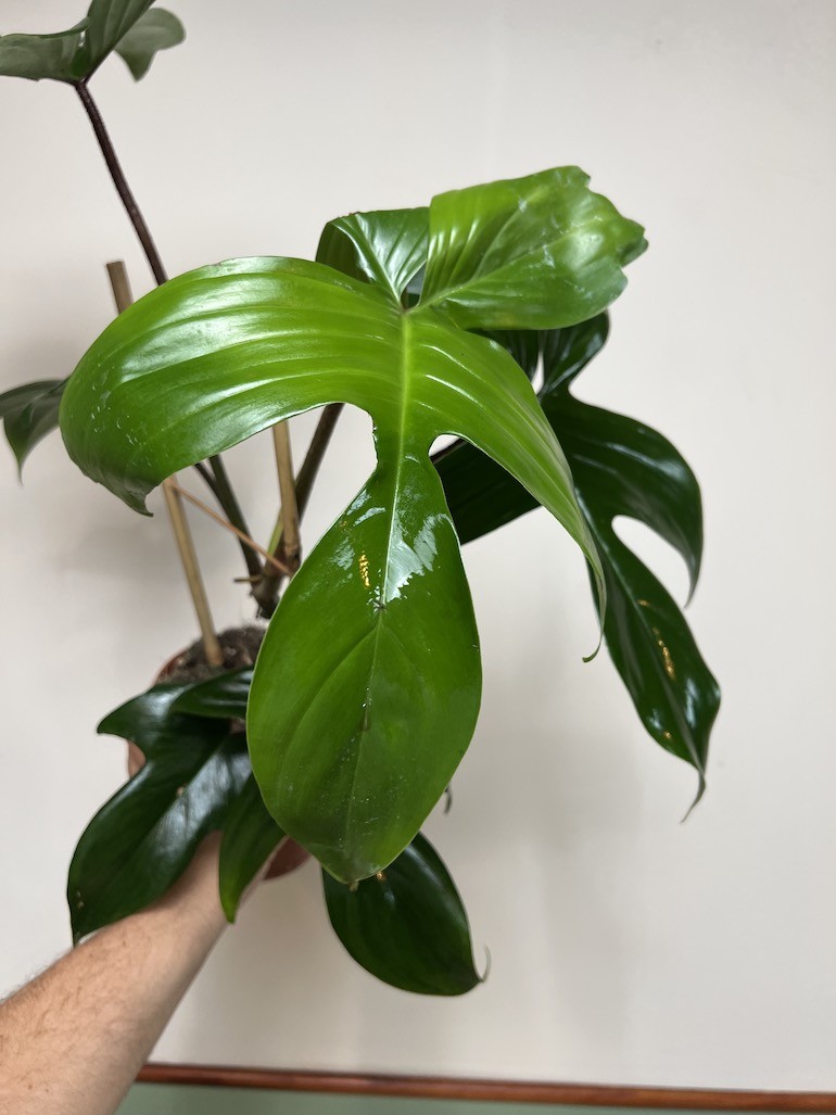 Philodendron Florida Green