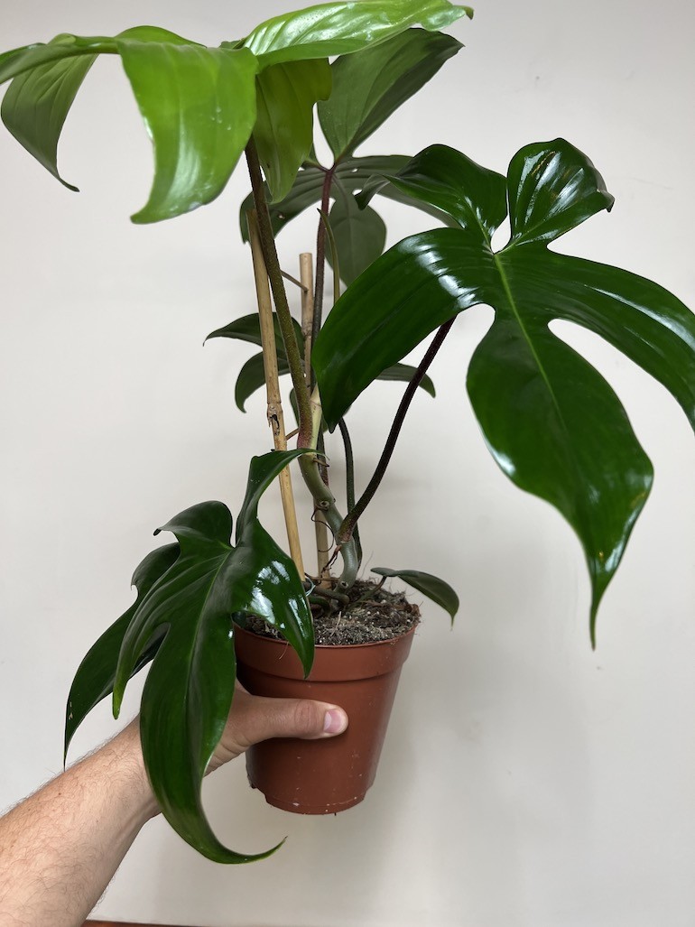 Philodendron Florida Green