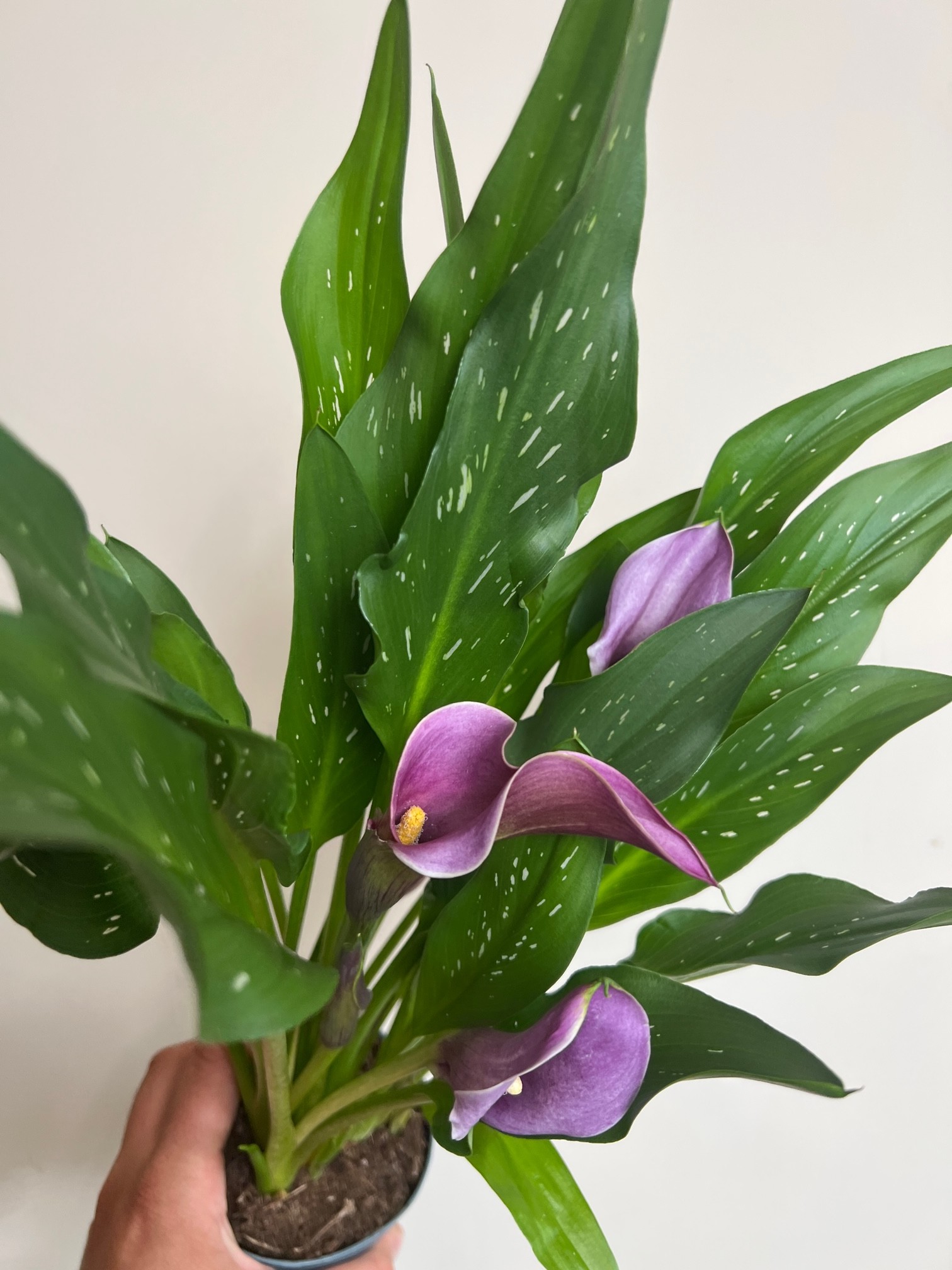 Zantedeschia Paco