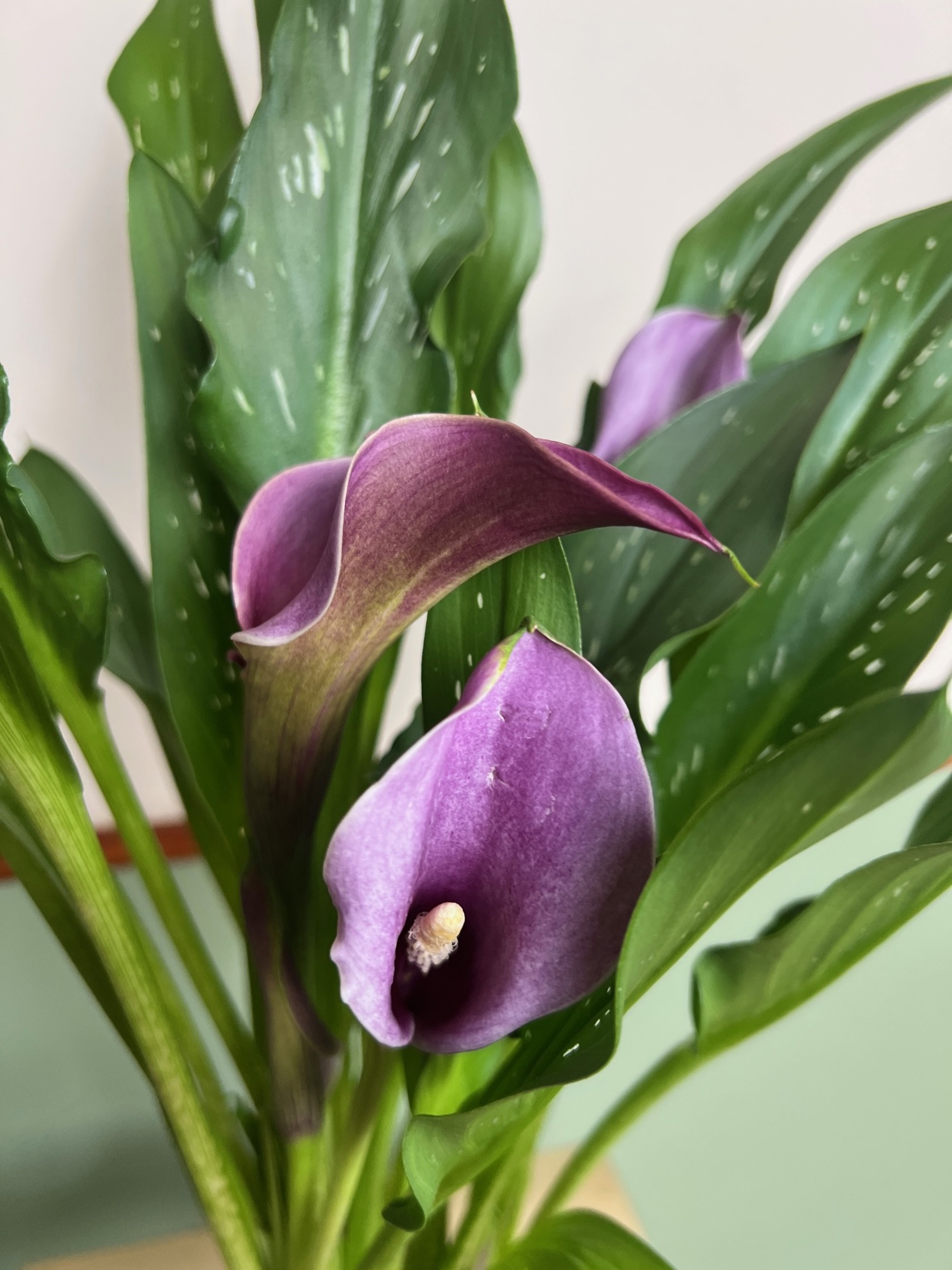 Zantedeschia Paco