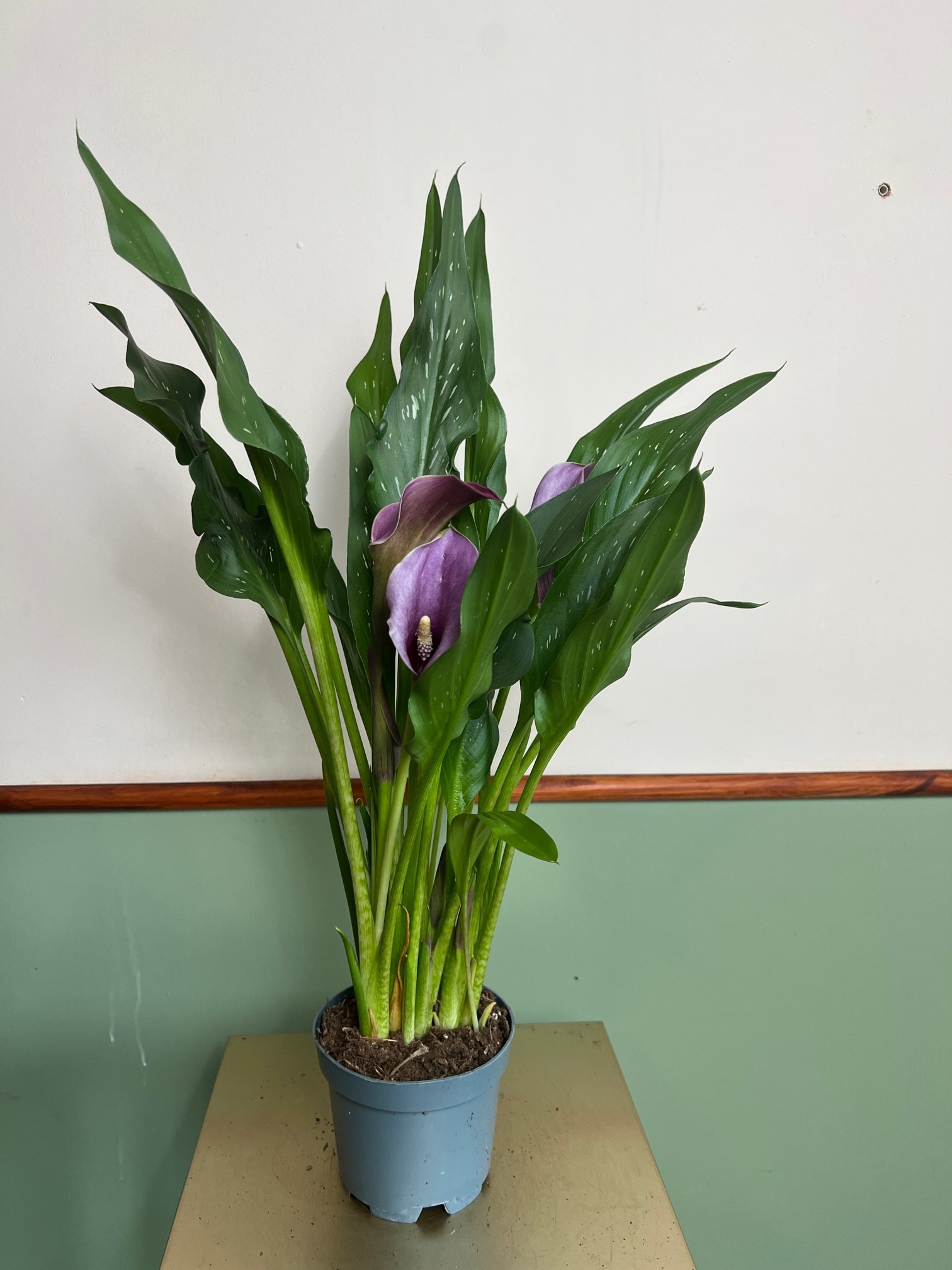 Zantedeschia Paco