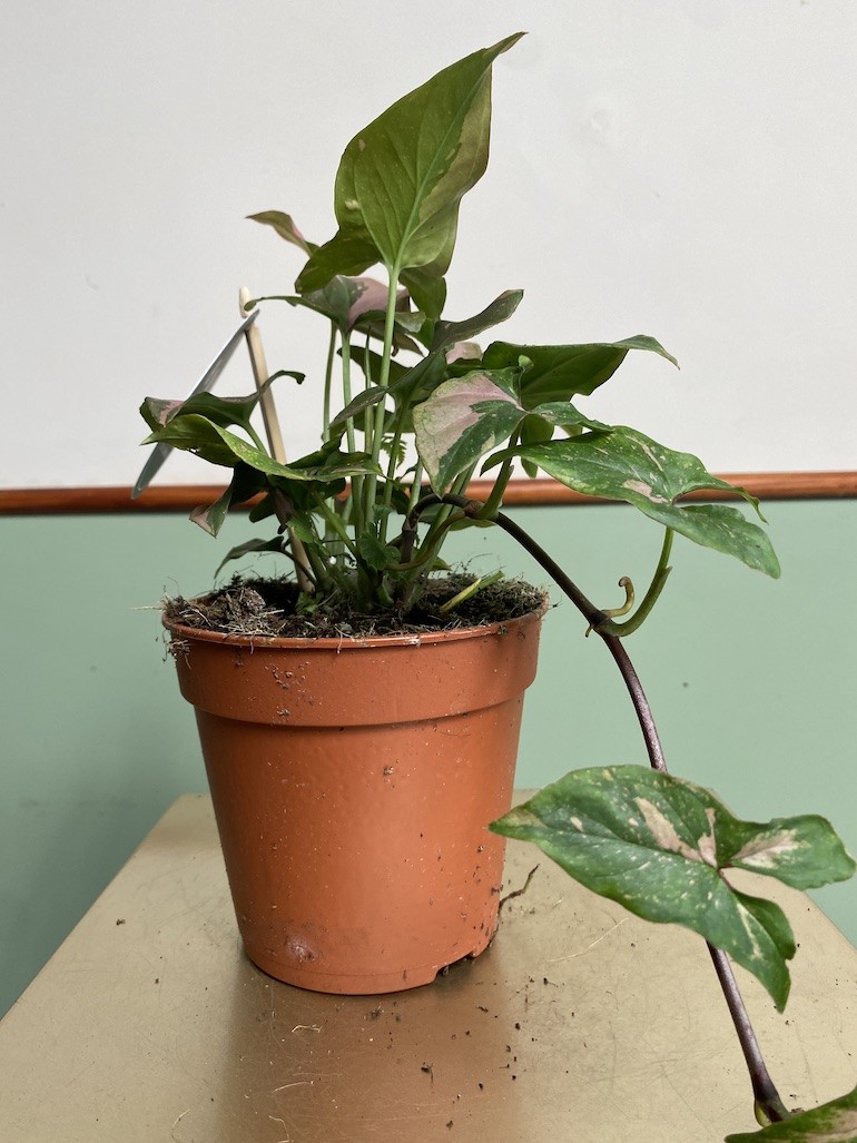 Syngonium Red Spot Pink Splash