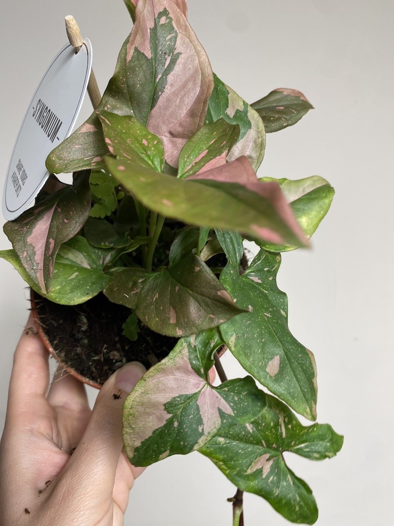 Syngonium Red Spot Pink Splash
