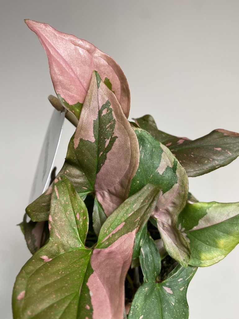 Syngonium Red Spot Pink Splash