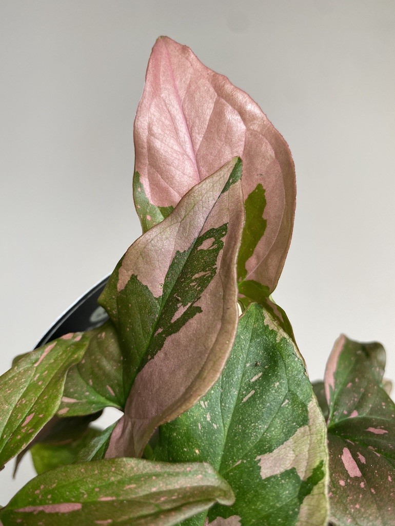 Syngonium Red Spot Pink Splash