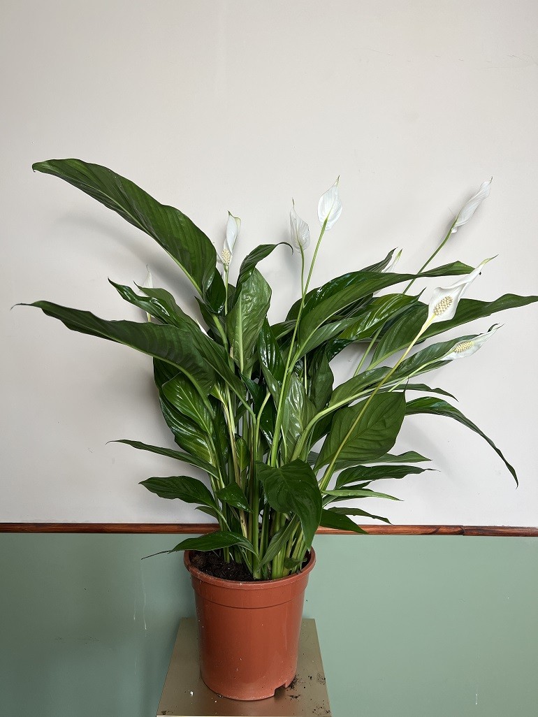 Skrzydłokwiat Sweet Lauretta