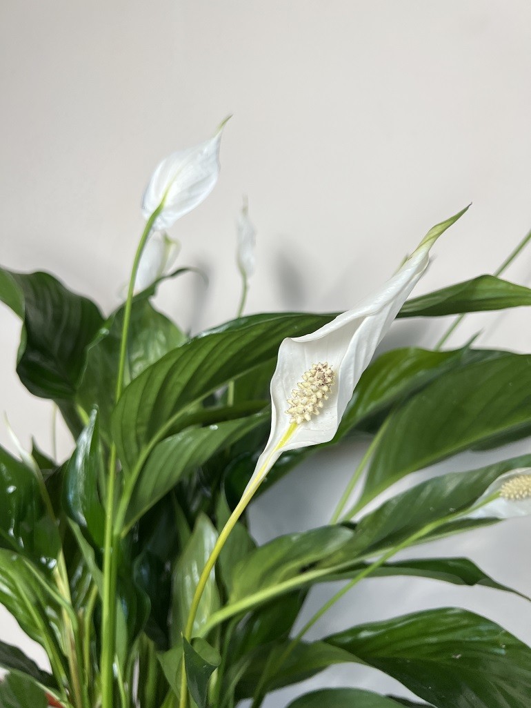 Skrzydłokwiat Sweet Lauretta