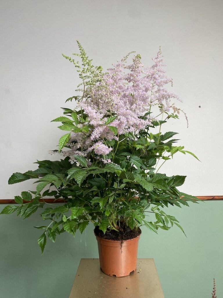 Astilbe IceCream
