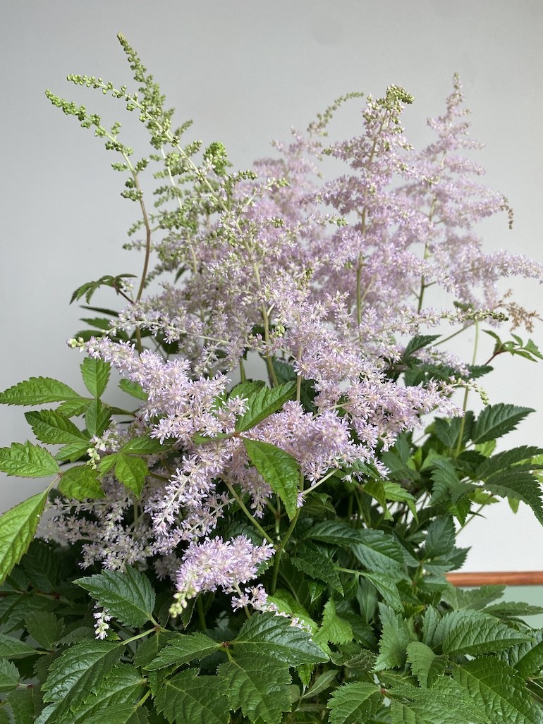 Astilbe IceCream