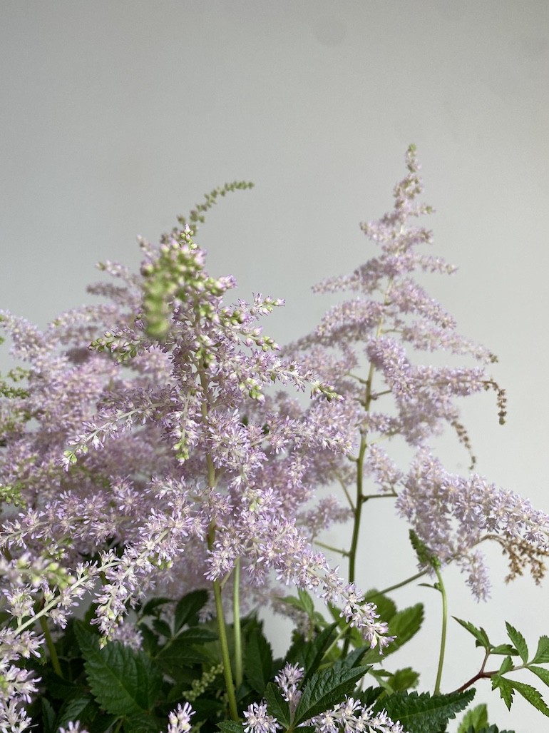 Astilbe IceCream