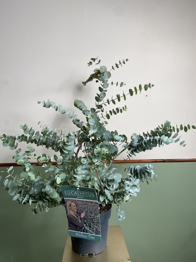 Eucalyptus Gunni