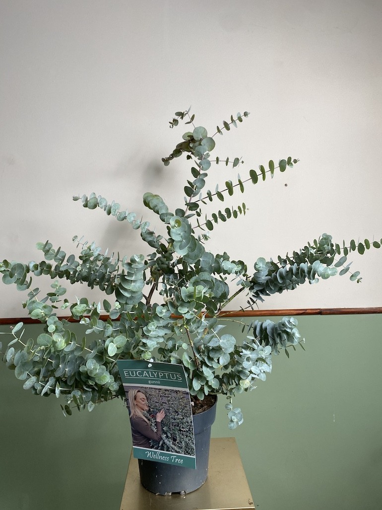 Eucalyptus Gunni