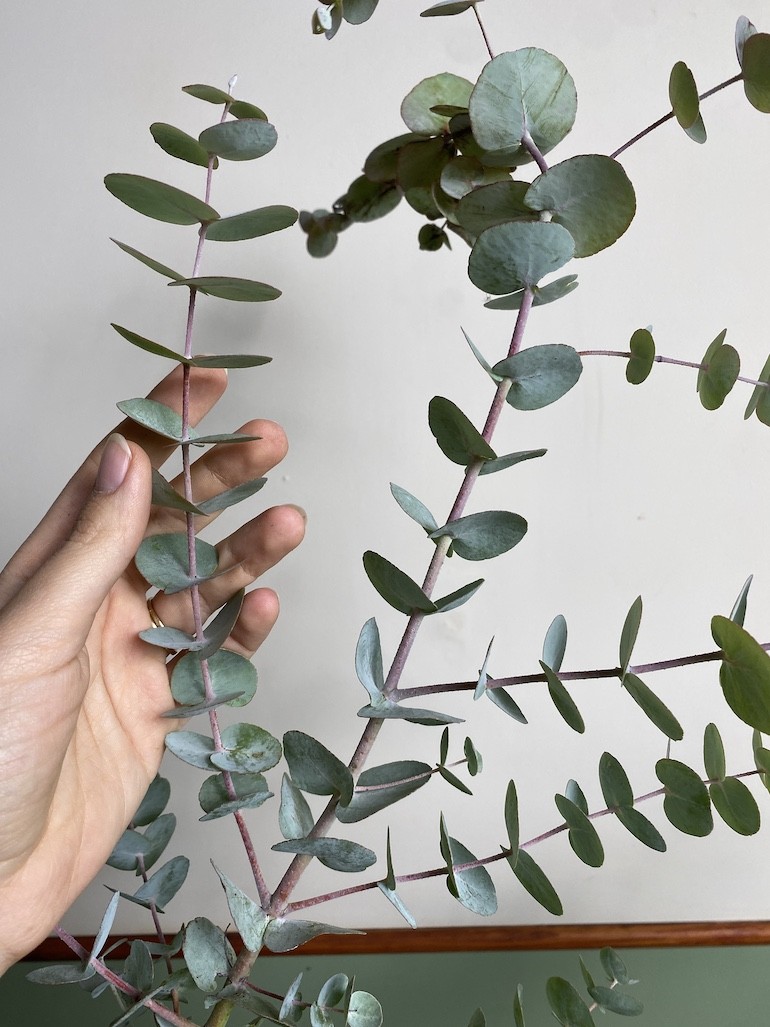 Eucalyptus Gunni