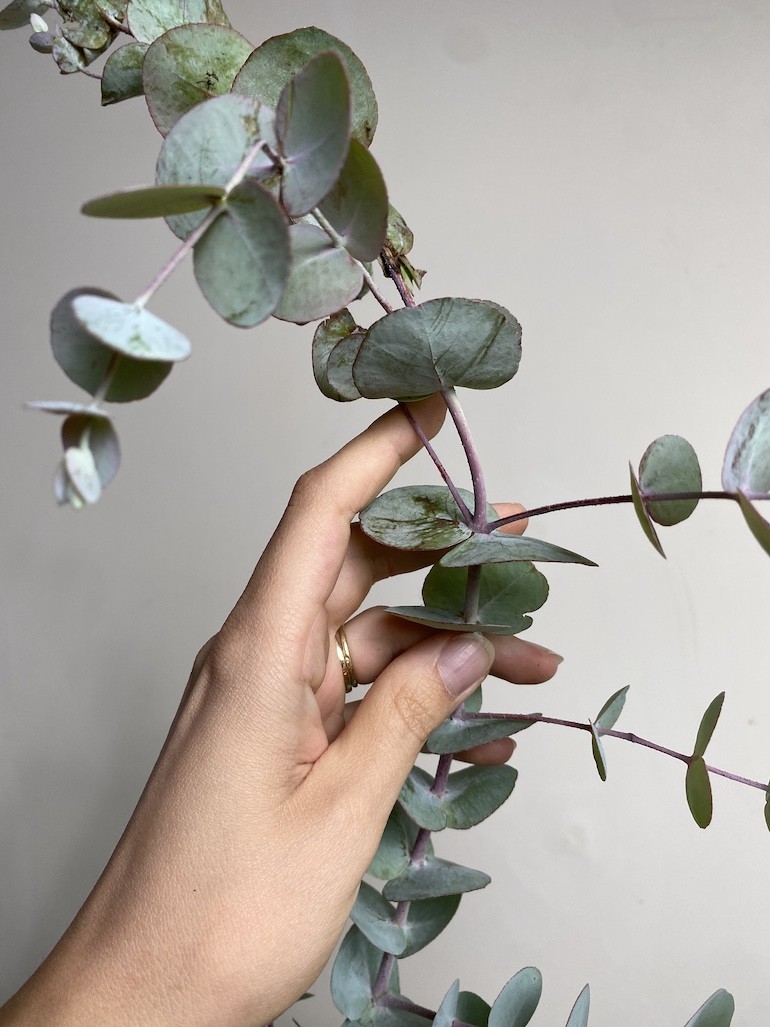 Eucalyptus Gunni
