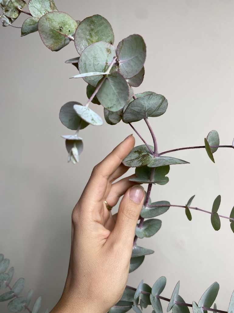 Eucalyptus Gunni