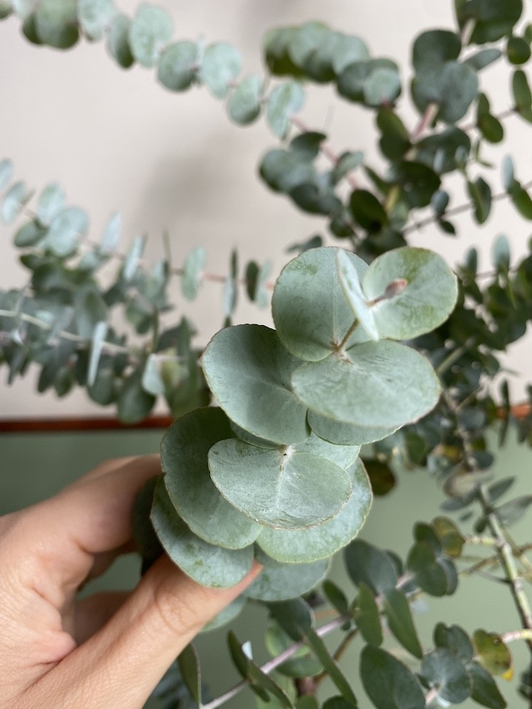 Eucalyptus Gunni