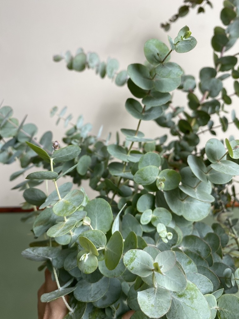 Eucalyptus Gunni