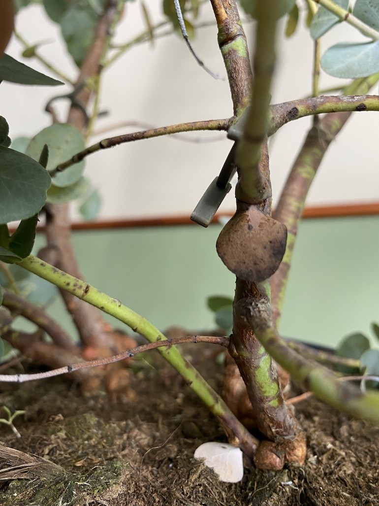 Eucalyptus Gunni