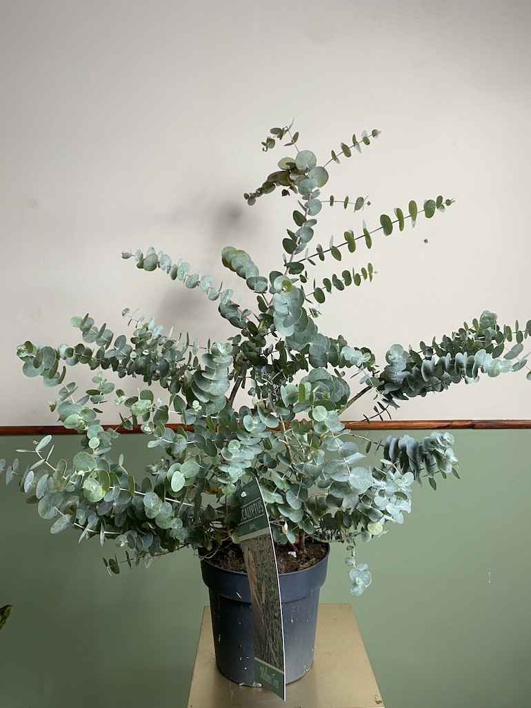 Eucalyptus Gunni